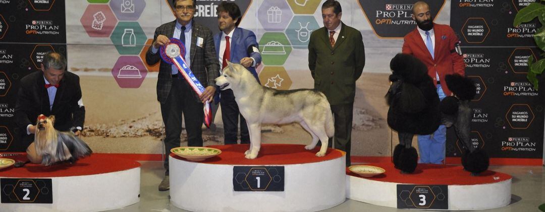 Perros ganadores en una edición anterior del concurso canino nacional.