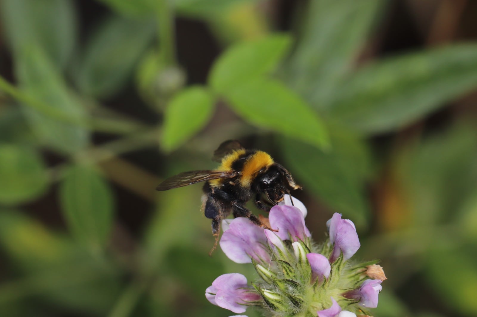 Bombus ruderatus, natural de Europa y África del Norte