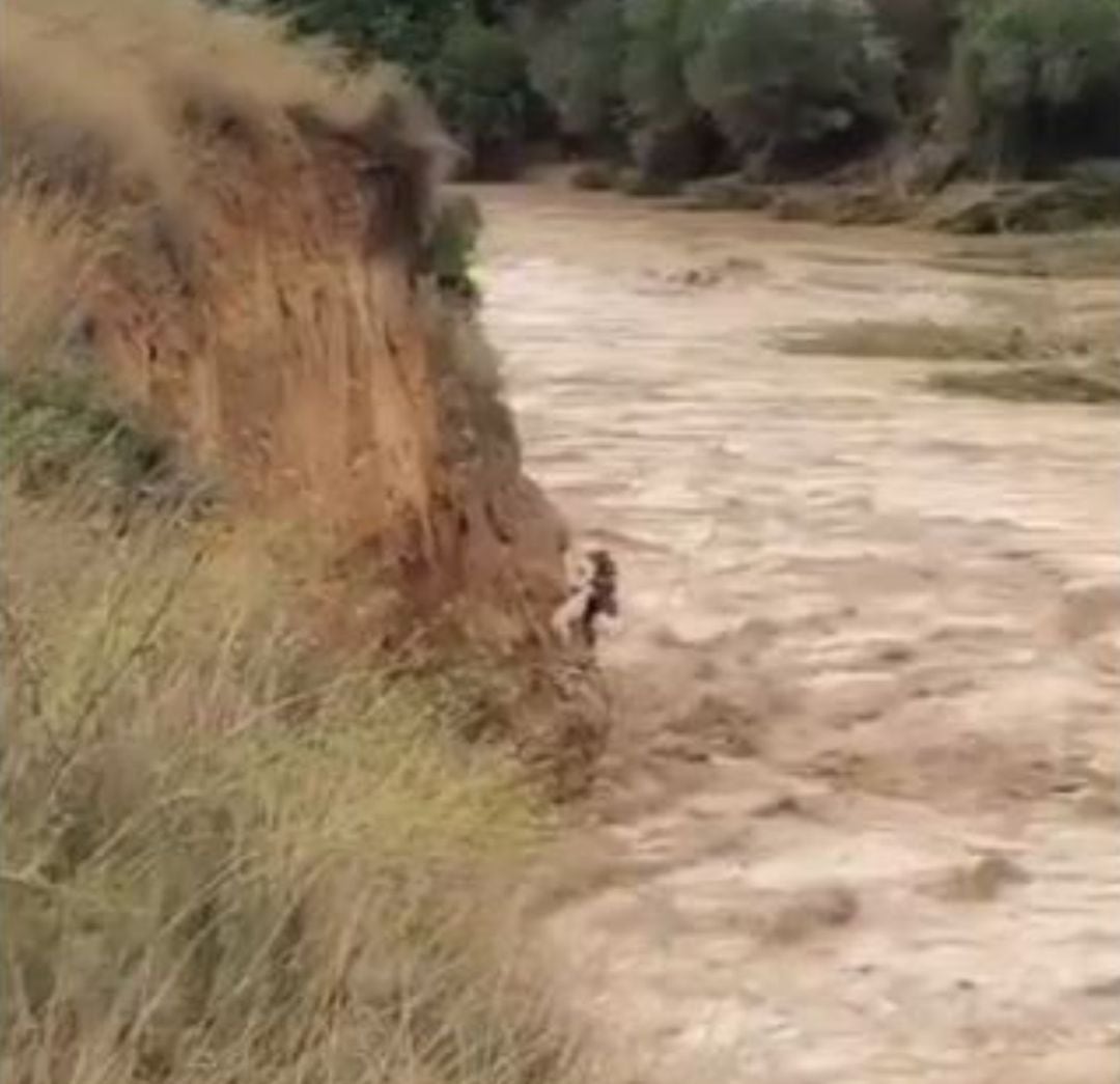 Impresionante rescate de un perro en Valencia.