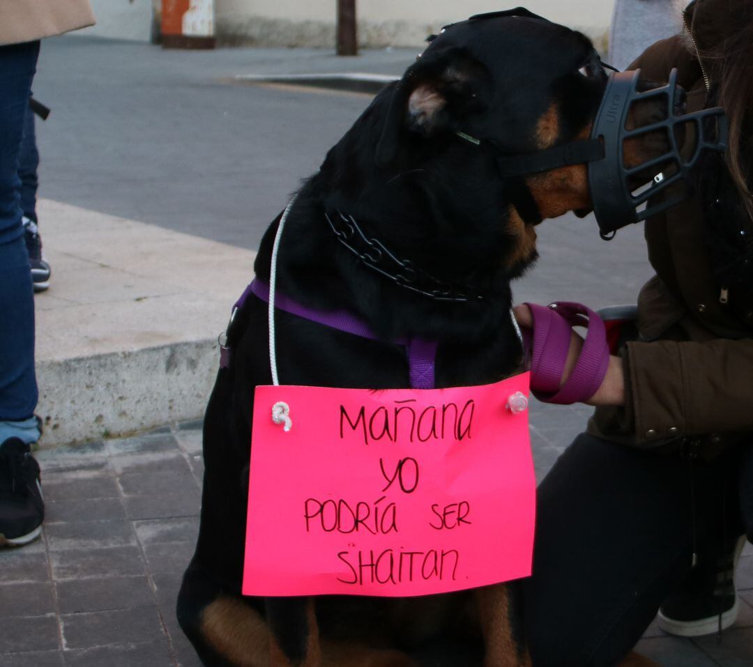 Pla obert d&#039;una manifestat i el seu gos amb un cartell reivindicatiu en la protesta per la mort d&#039;un rottweiler abatut per la Policia Local de Calafell. 