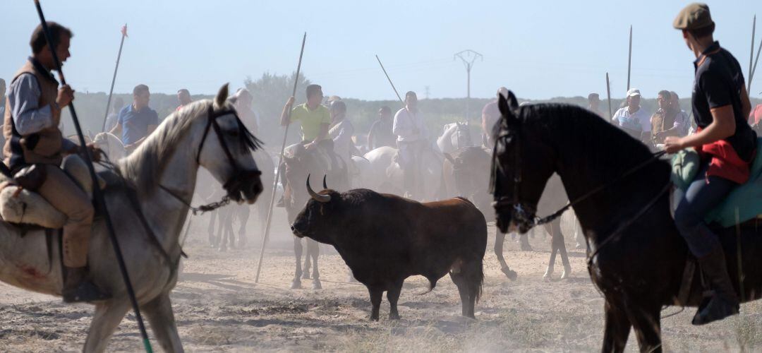 Una imagen del Toro de la Vega, en Tordesillas