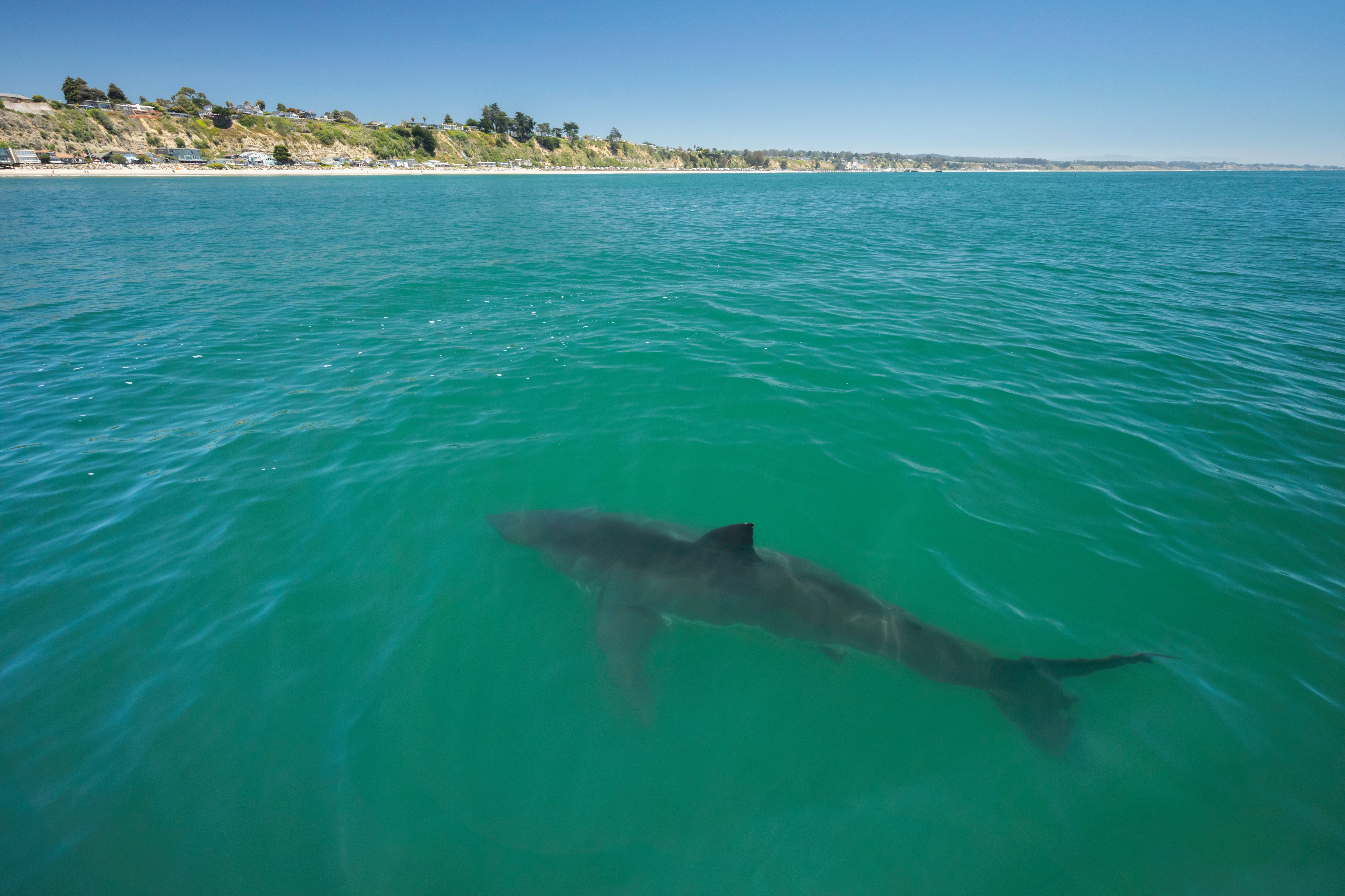 Un tiburón blanco nada cerca de la costa californiana