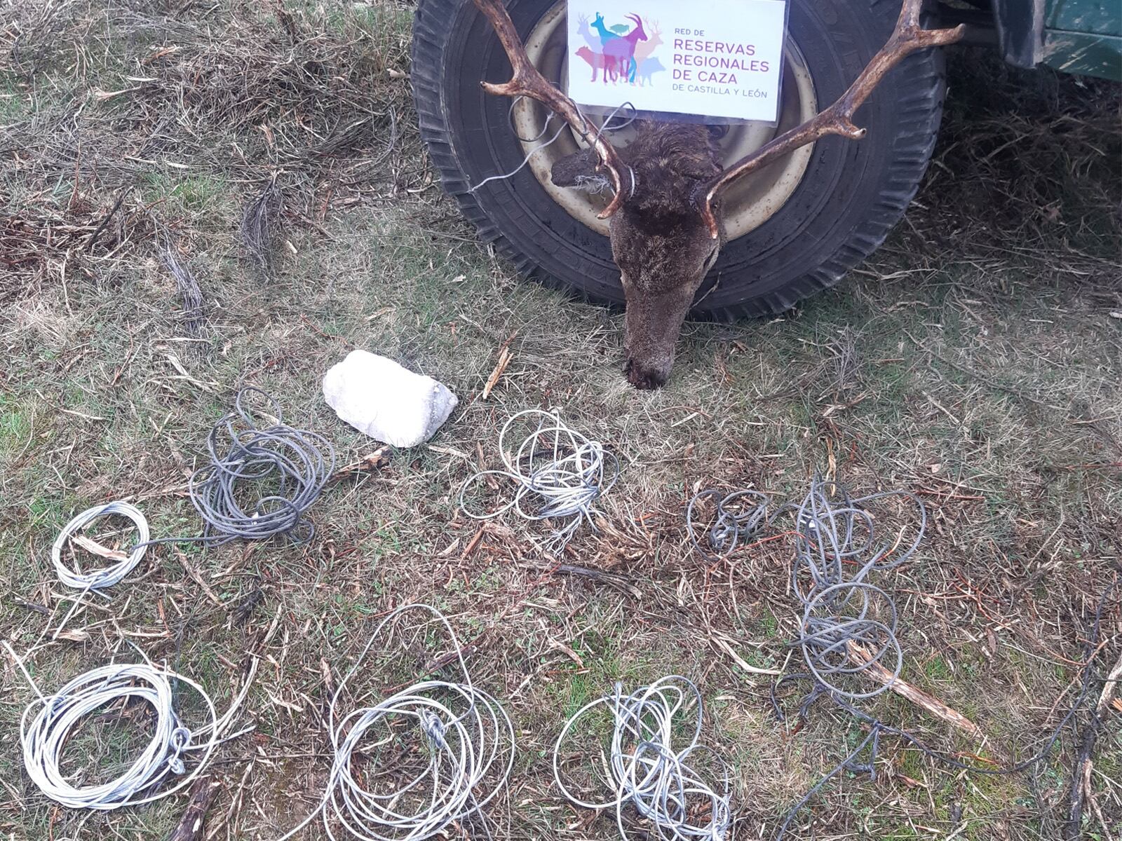 Algunos de los lazos hallados en Manzanal de Arriba