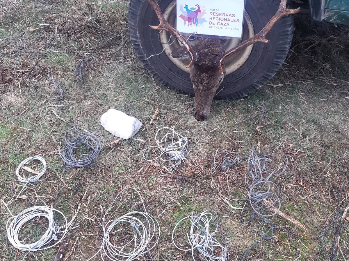Hallados restos de caza furtiva en la Sierra de Culebra