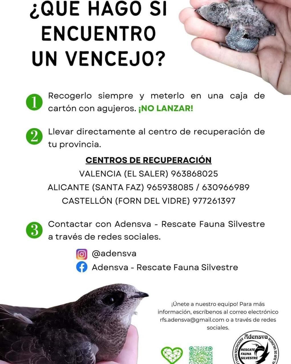 Consejos para tratar a un vencejo