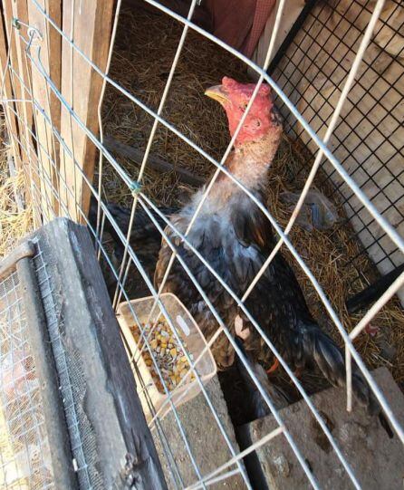 Los gallos fueron rescatados por los agentes de la Policía Local de València