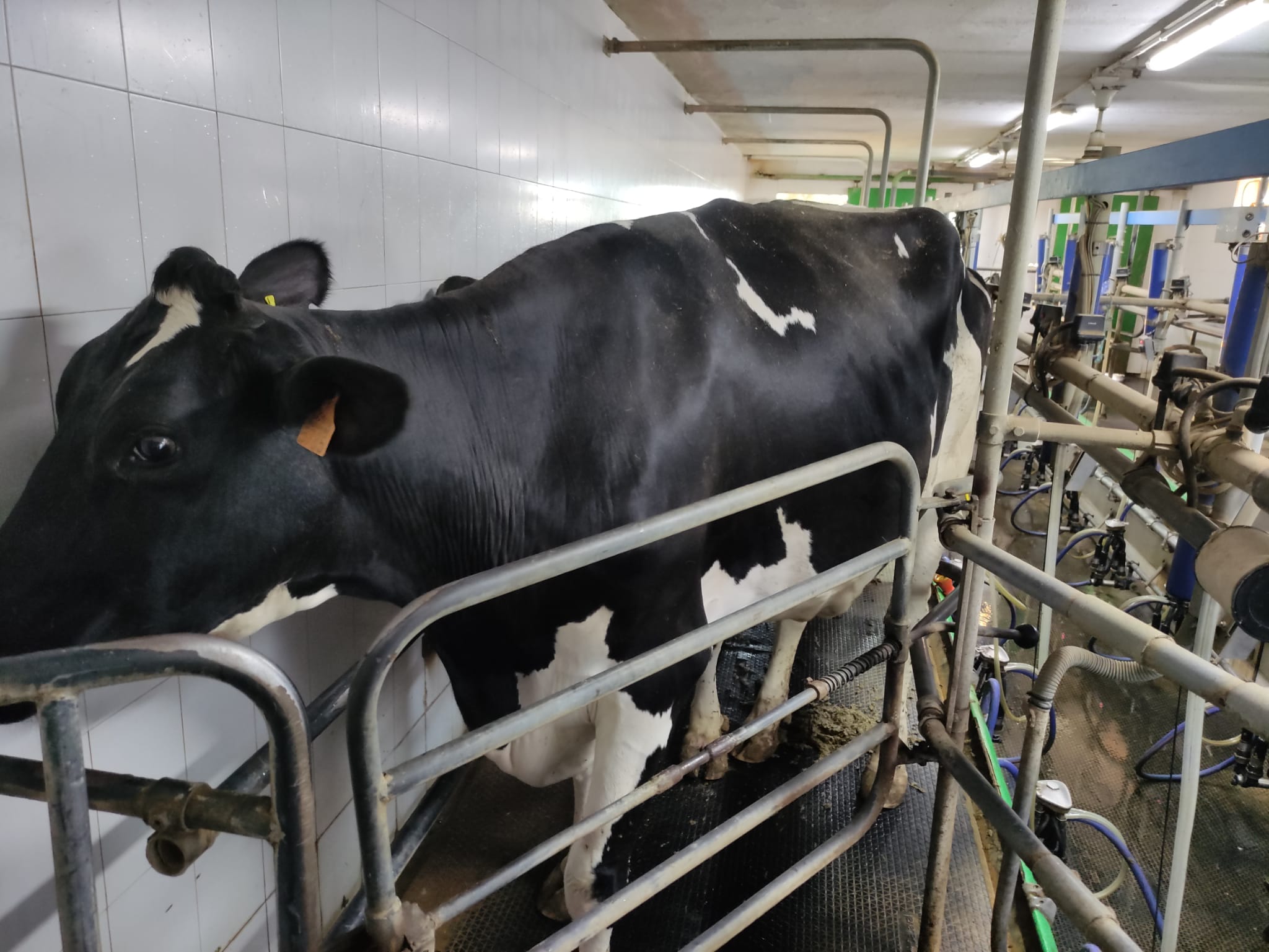 Vaca lechera en una explotación ganadera de Jerez