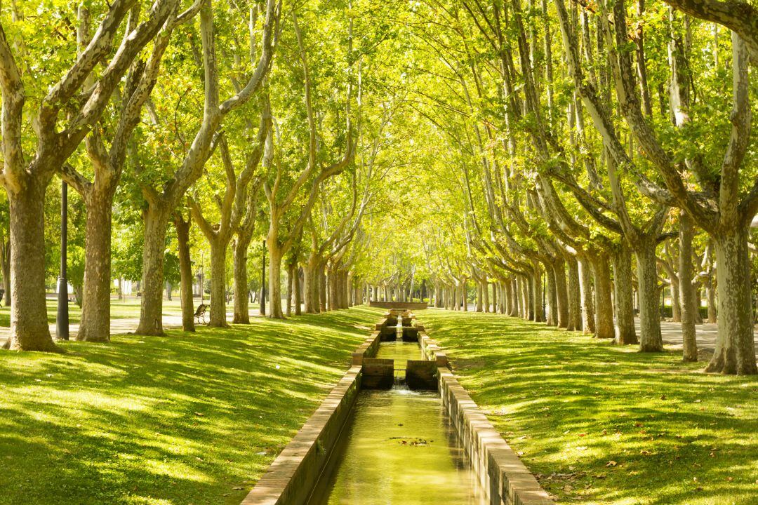 Paseo de plátanos de sombre en el parque Labordeta