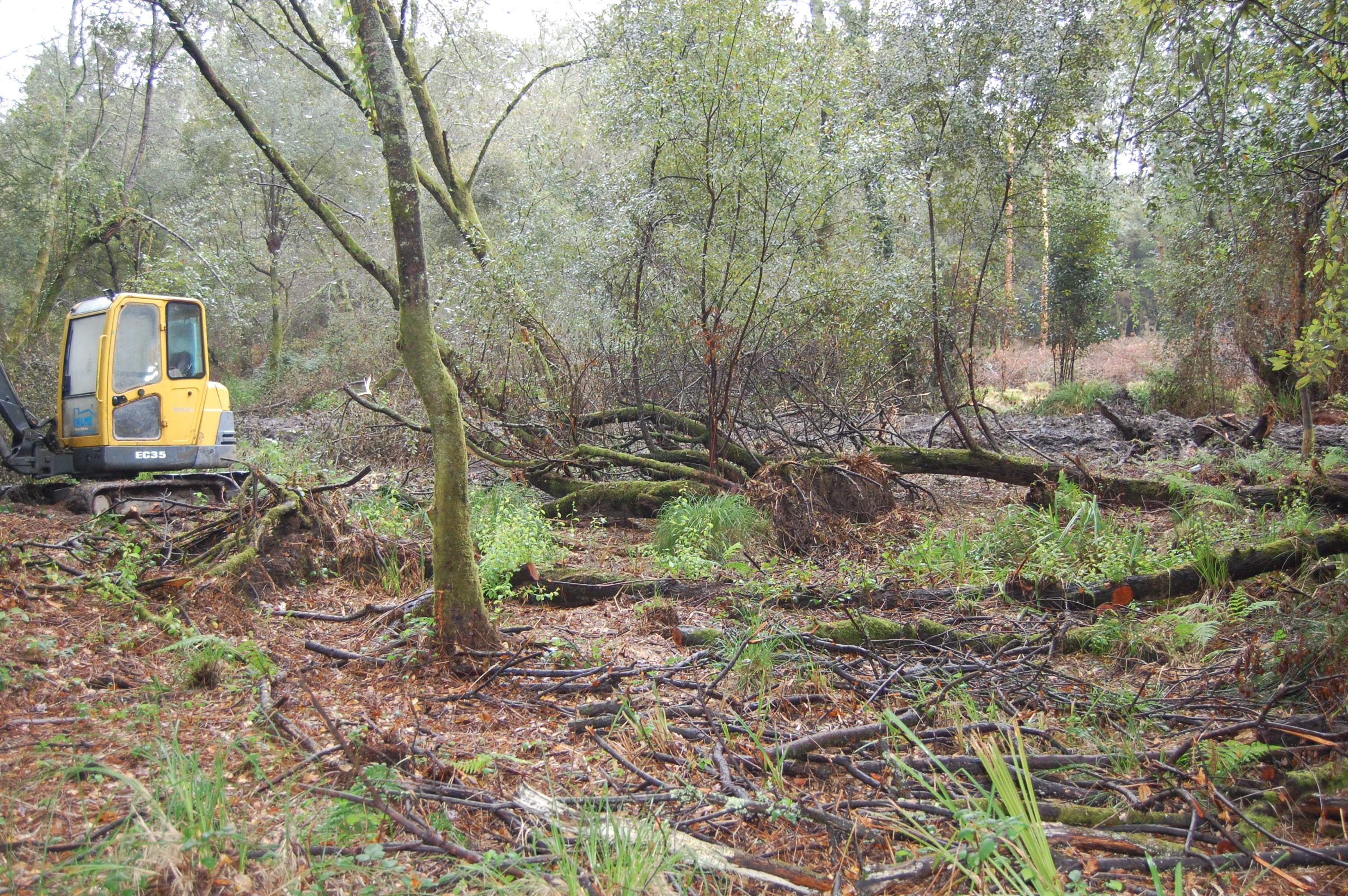 AVEECA denuncia la tala de árboles y el impacto medioambiental de las obras en el nacimiento del Lagares, en Cabral