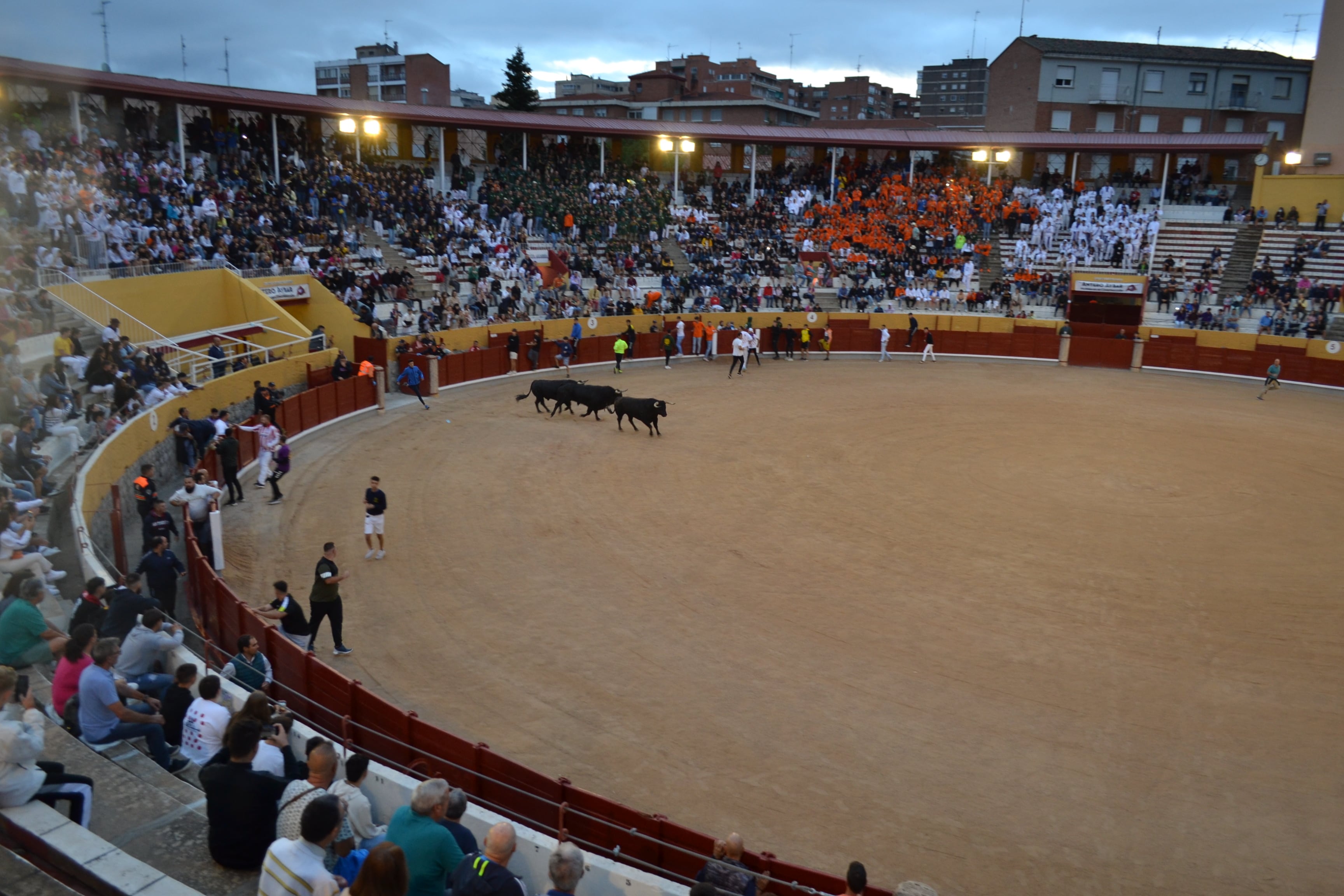 Entrada de los toros a la plaza