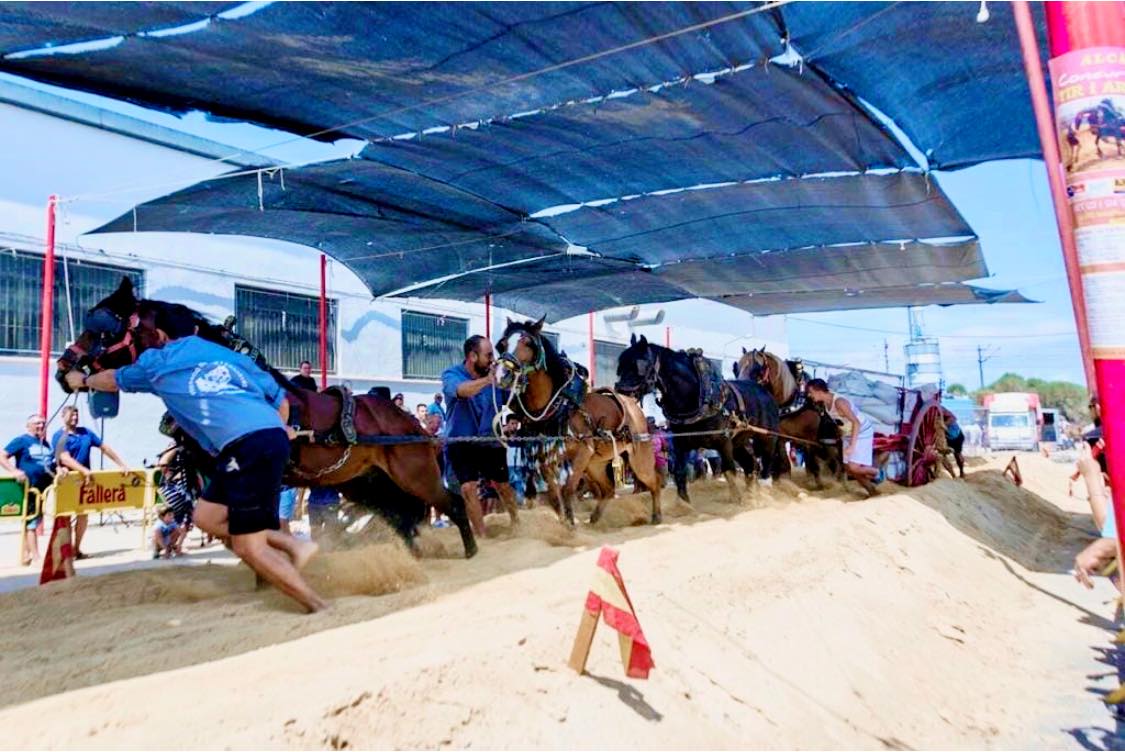 Competición de Tiro y Arrastre en la Fira de Xàtiva (Fuente: RRSS Penya tir i arrastre Xàtiva)