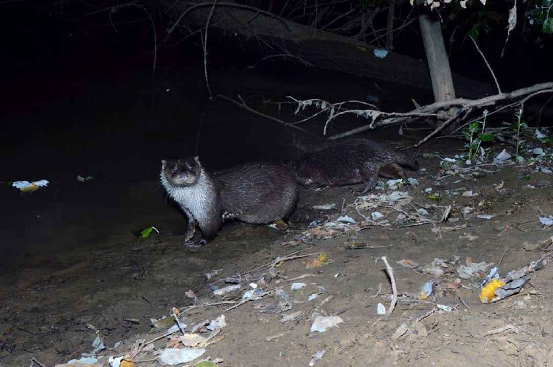 Nutria con su cría al borde de las riberas del Pisuerga-Carrión en Palencia