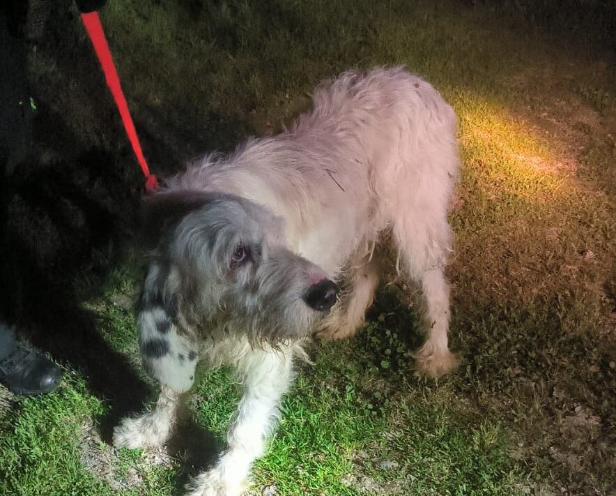 Pistón, el perro arrojado desde 100 metros de altura, se recupera de sus heridas