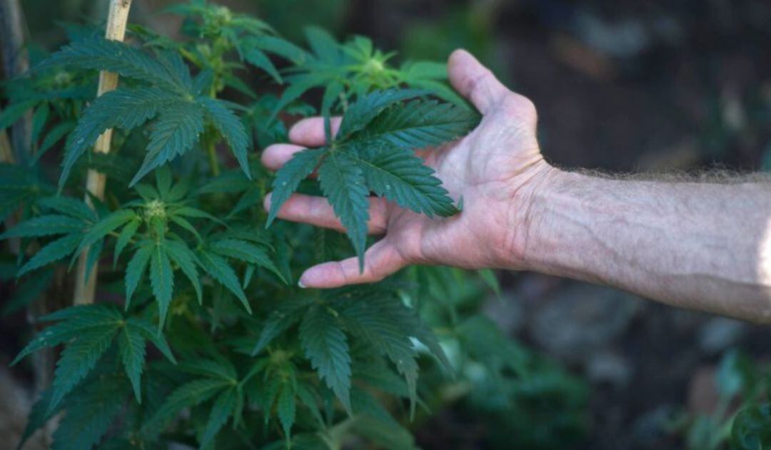 Plantes de marihuana