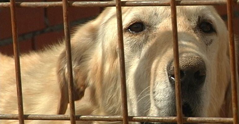 Un perro en una protectora de animales (Archivo)