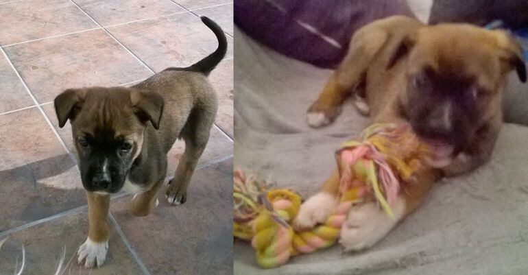 Cachorrillos abandonados hace escasos días en Puertollano, rescatados y dados en adopción por Huellas