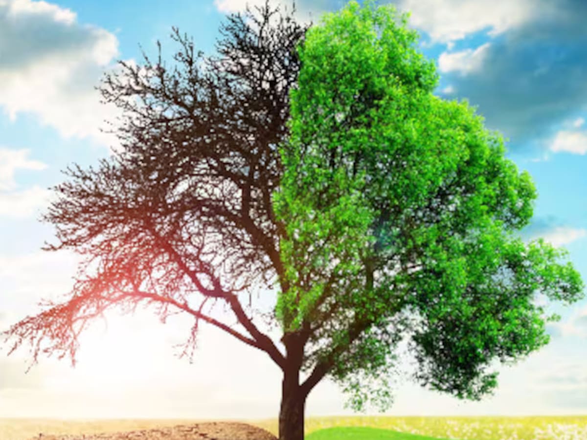 "¿Qué es lo que hay que tener para ver lo invisible? Quizá sea amor profundo por el mundo"