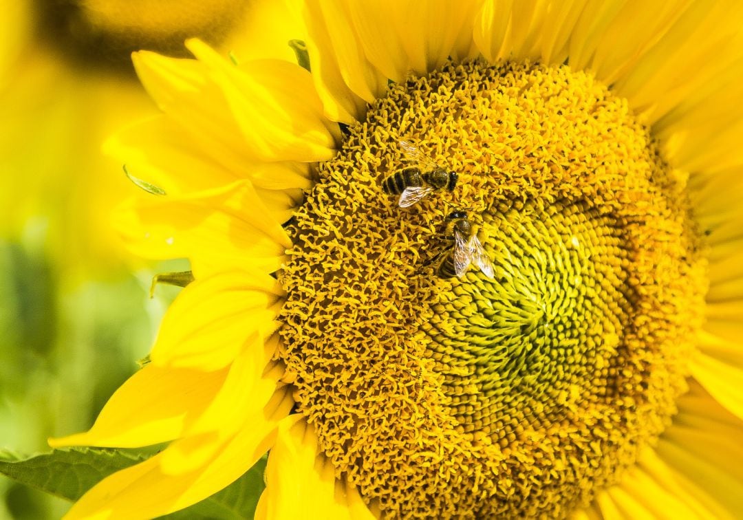 Investigadores australianos acaban de demostrar que las abejas pueden aprender a relacionar símbolos con números. 