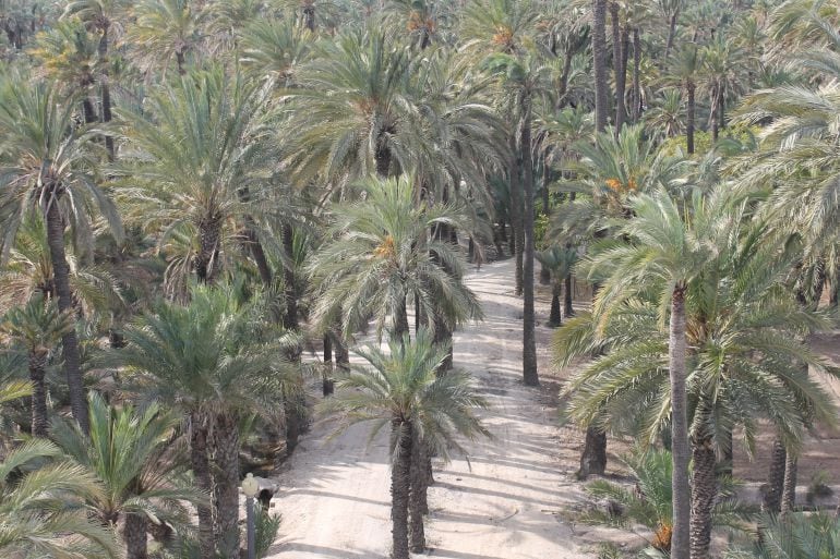 Palmeral de Elche