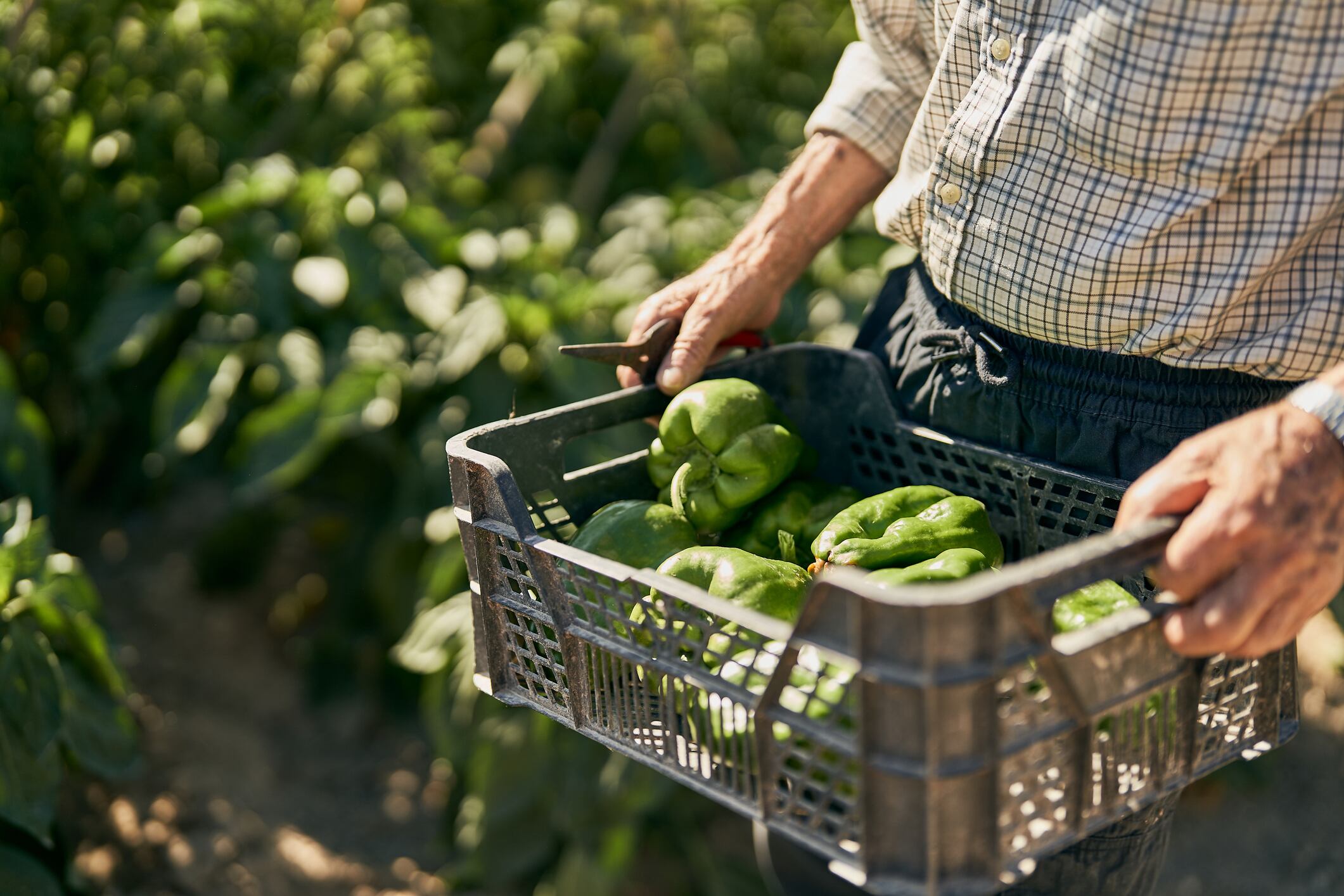 Un agricultor porta una caja con pimientos verdes recién recolectados