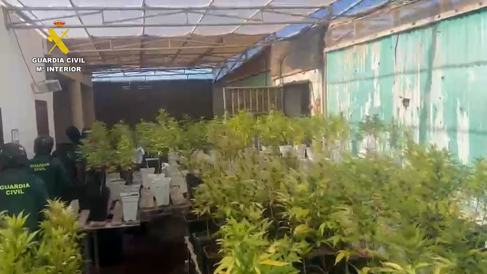 Macroinvernadero de marihuana en Tahiche, en Lanzarote.