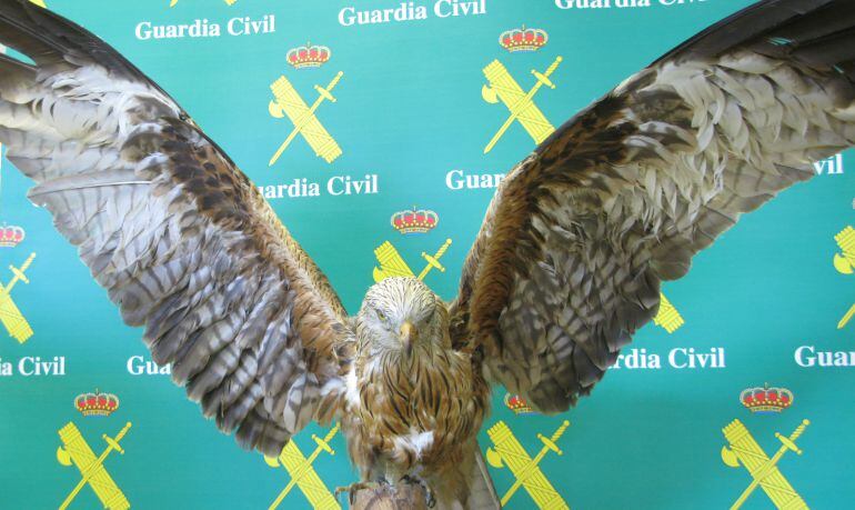 Ejemplar disecado de milano real aprehendido por la Benémerita