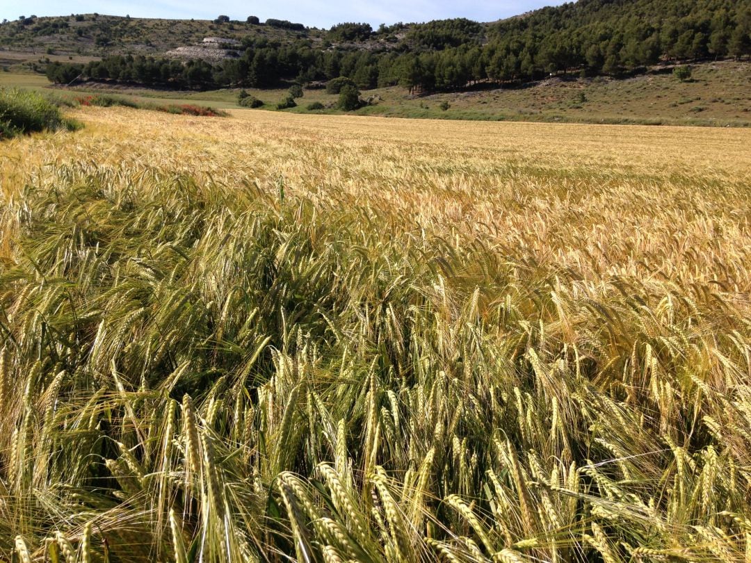 La cosecha, de seguir así la primavera, se presenta buena en Palencia