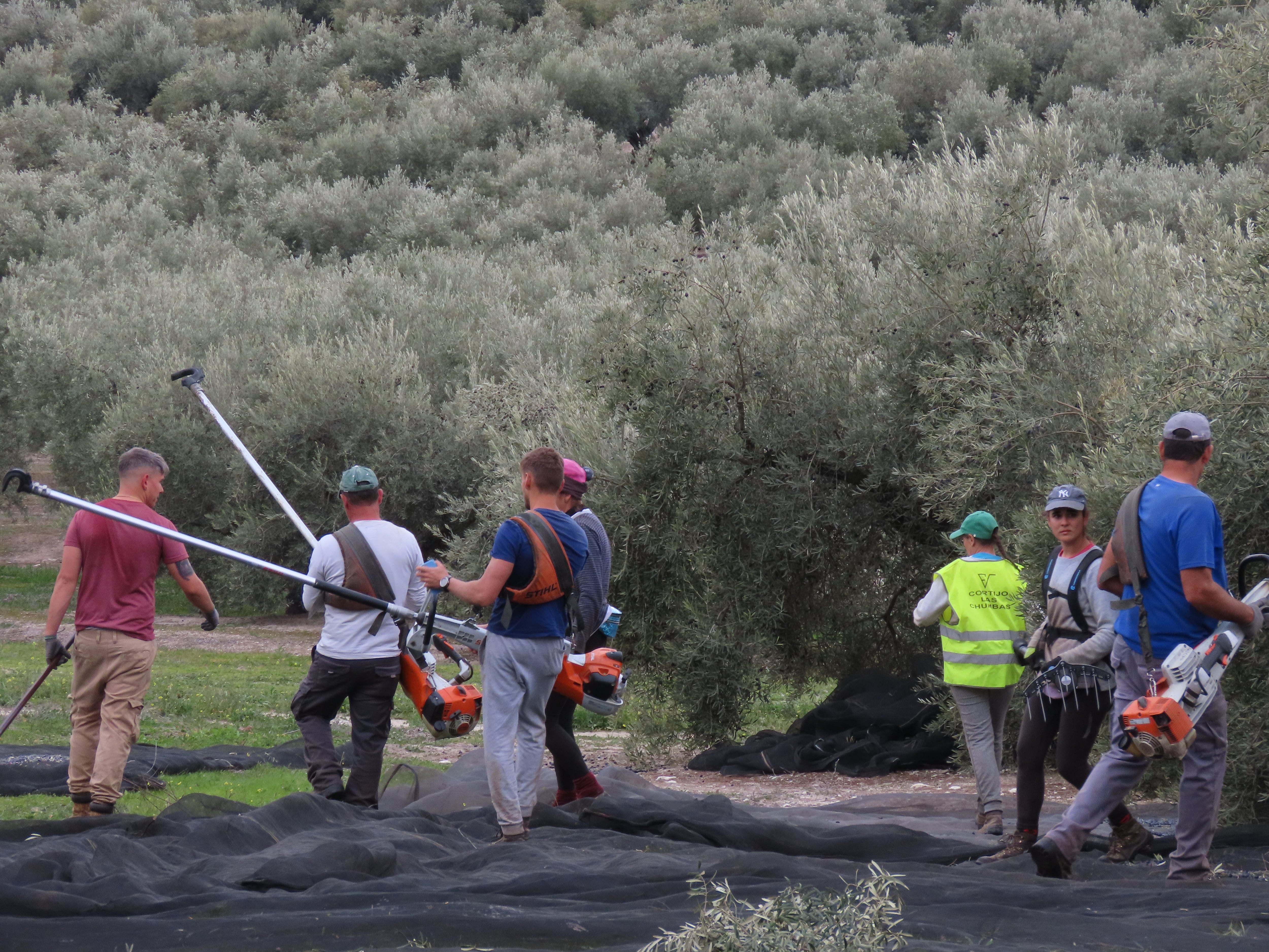 Una cuadrilla de trabajadores en las labores de recogida de la aceituna en el sur de la provincia de Córdoba