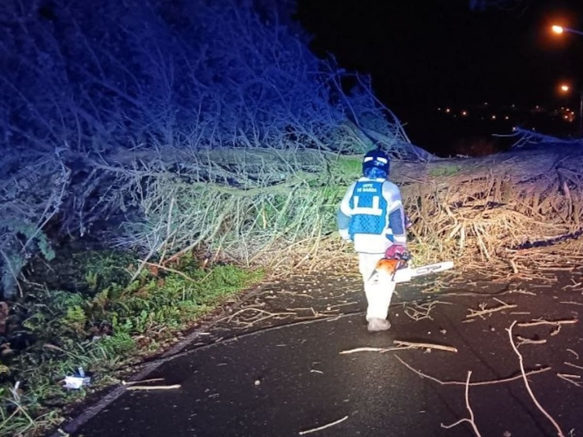 La borrasca Ingrid deja caída de árboles, carteles y postes en Ferrol