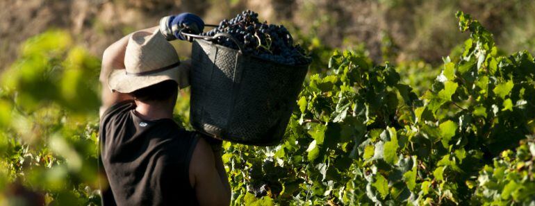 Un trabajador de la vendimia