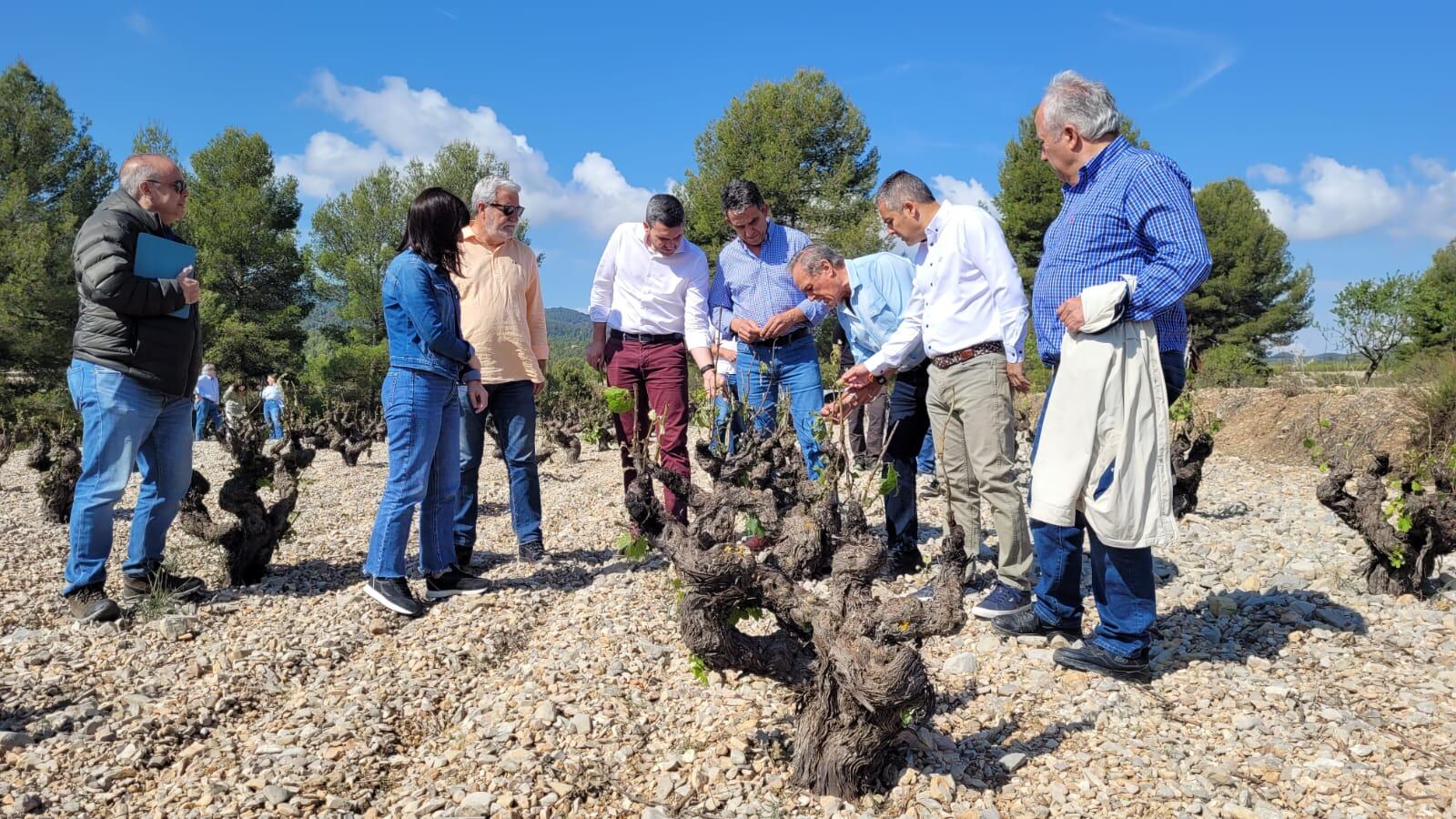 El consejero de Agricultura en funciones, Antonio Luengo, durante su visita a campos de viñedos de Bullas