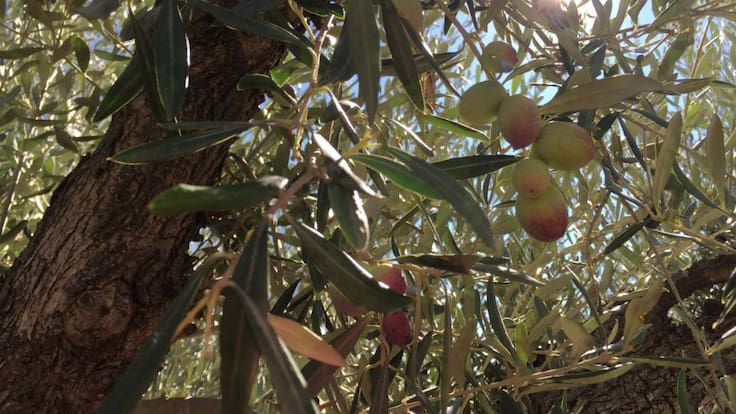 Del olivo a la almazara: así se produce aceite en la Región de Murcia
