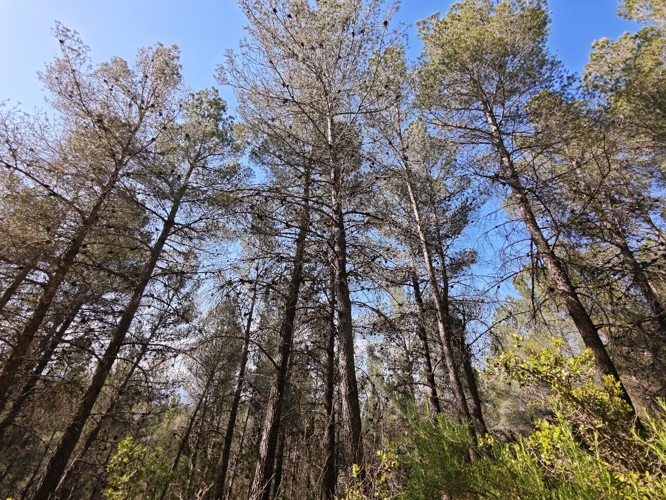 Pinada situada en el Coto Real de la Marina de la Sierra de Burete, ubicada en el término municipal de Cehegín