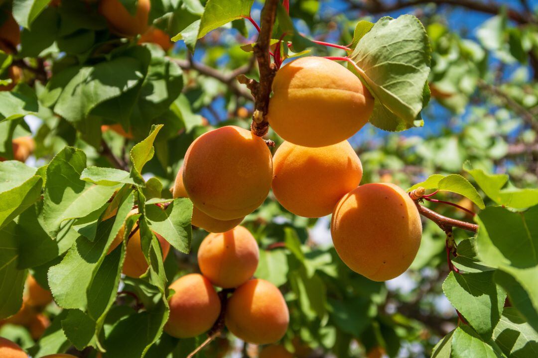 Los fruticultores de la Región de Murcia recibieron 30 millones de euros por siniestros durante 2020 