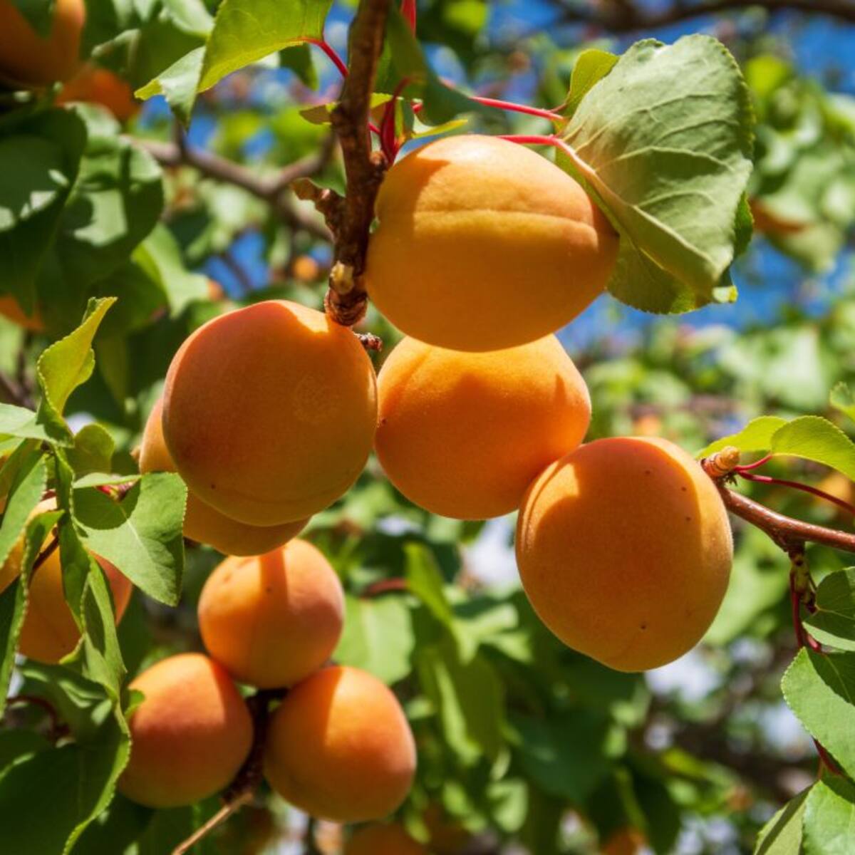 Los fruticultores de la Región de Murcia recibieron 30 millones de euros por siniestros durante 2020