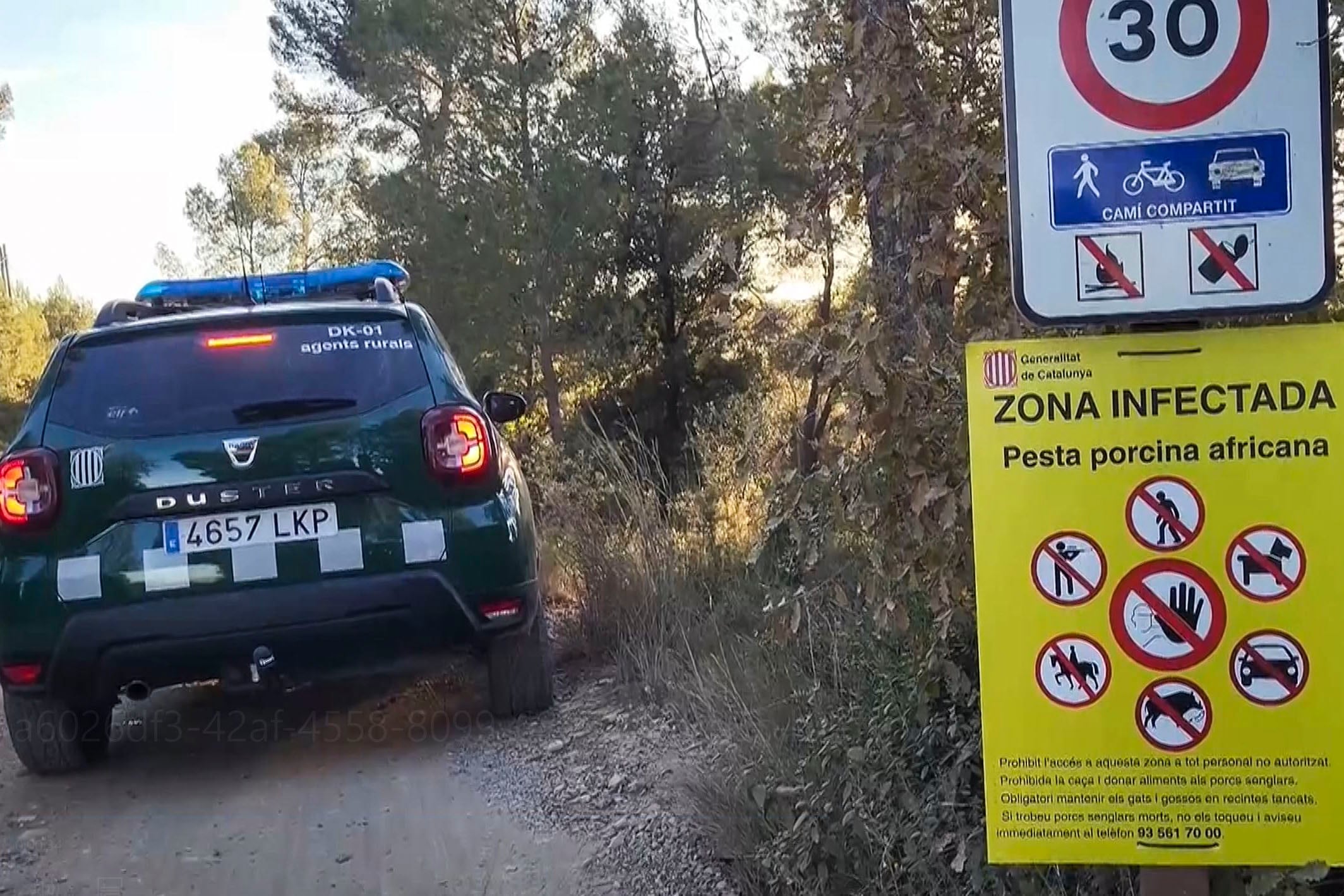 Vista del dispositivo de agentes rurales de Cataluña en la misma zona en la que se encontraron los cuerpos de los dos primeros animales fallecidos por este brote