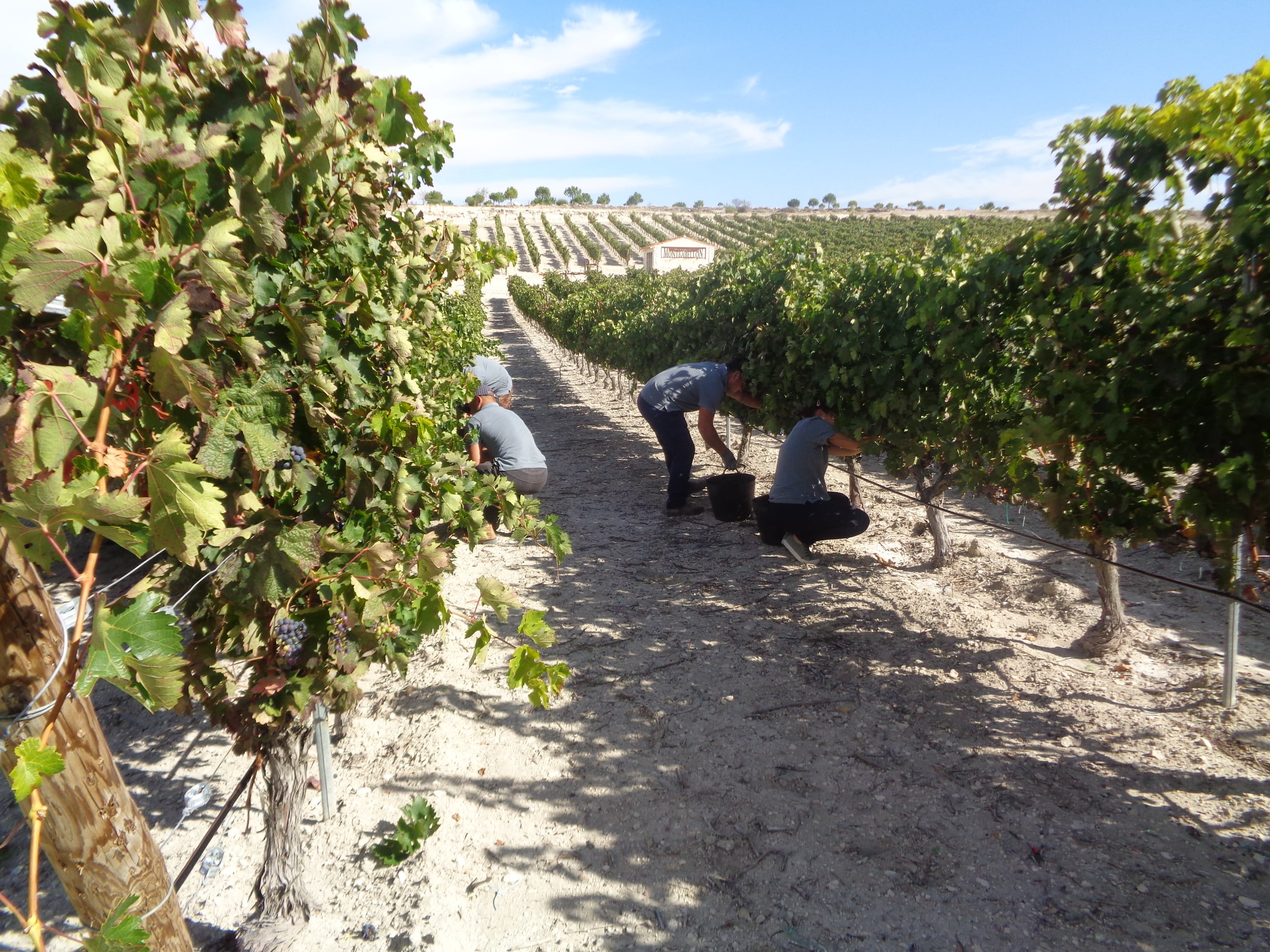 Imagen de archivo de una de las campañas de vendimia en Ribera del Duero