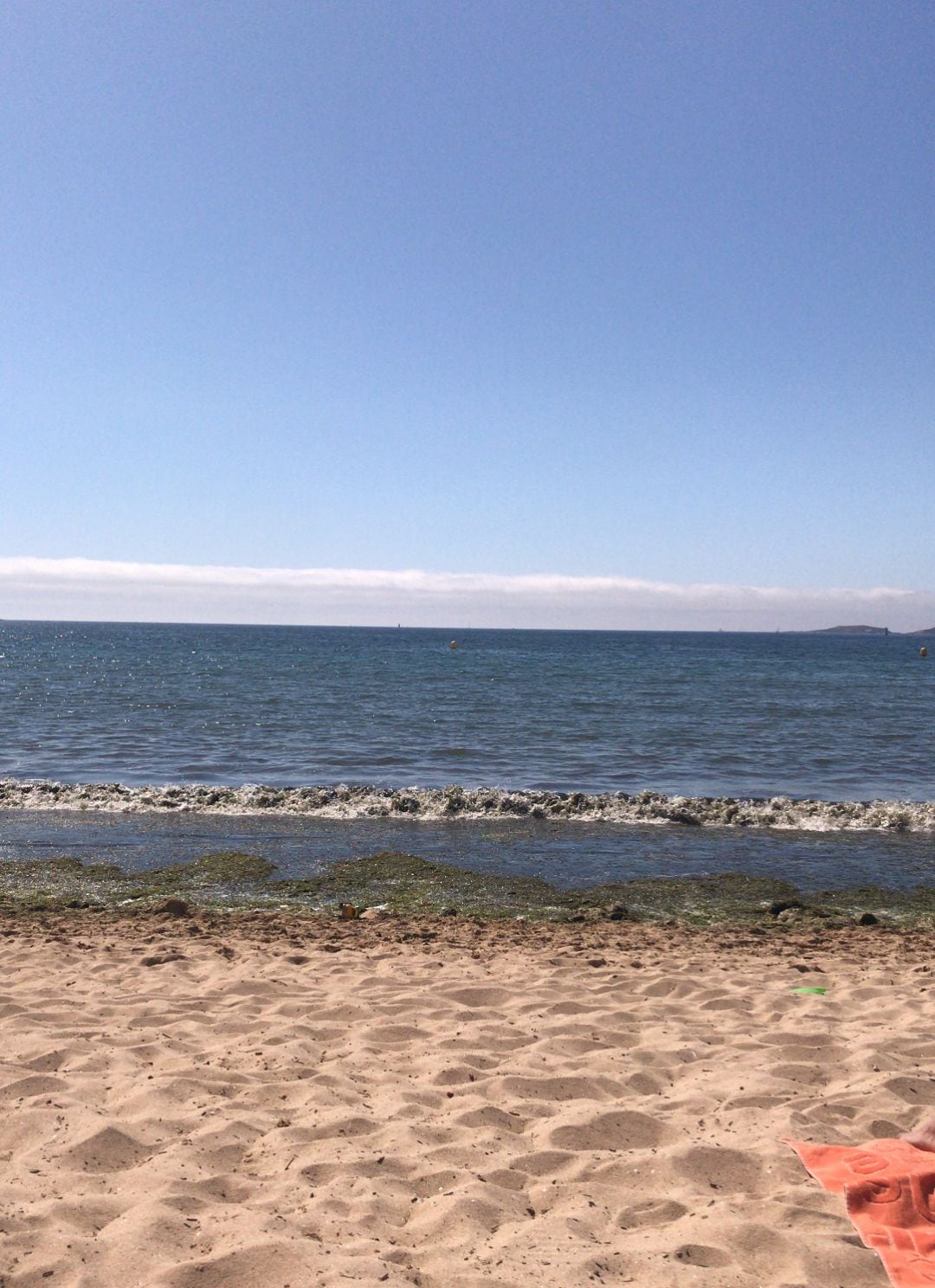 Un manto de algas ha cubierto Playa América este verano