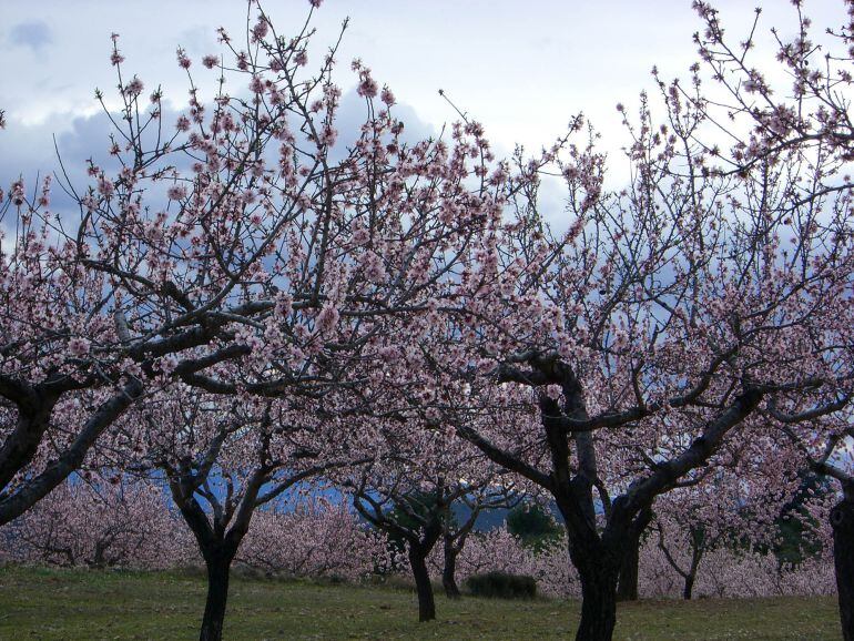 Almendros en flor.