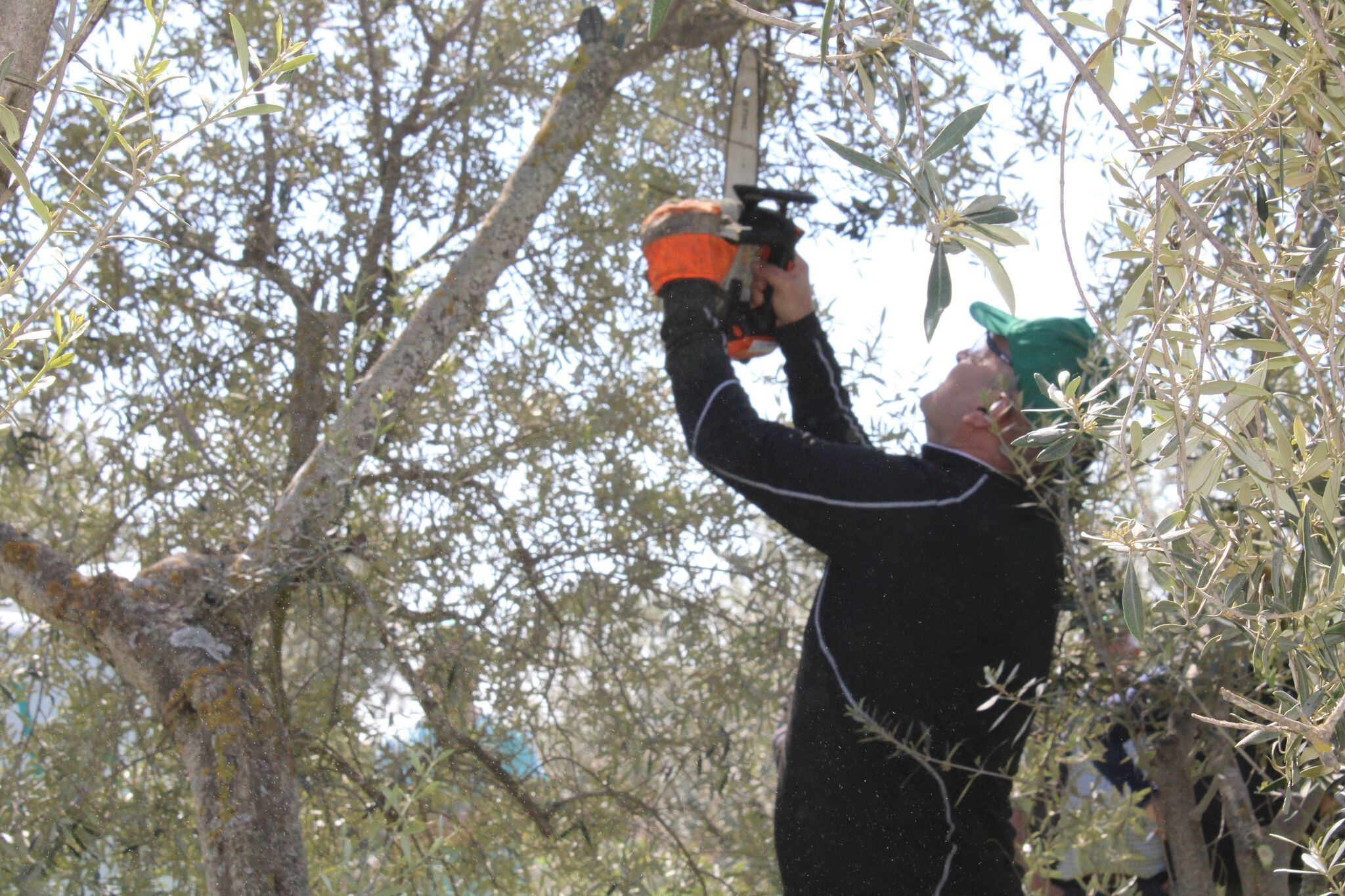 Demostración de poda de olivos