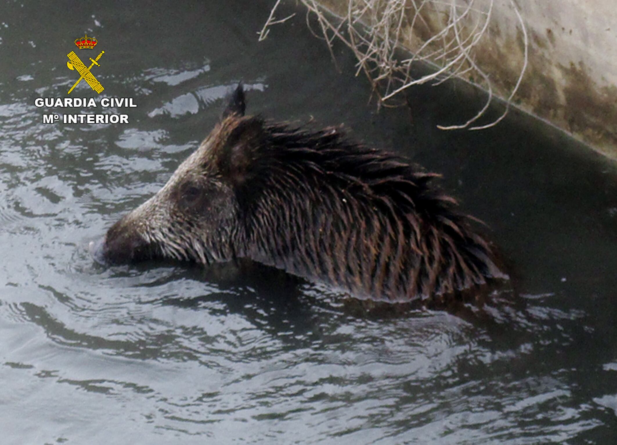 Jabalí rescatado