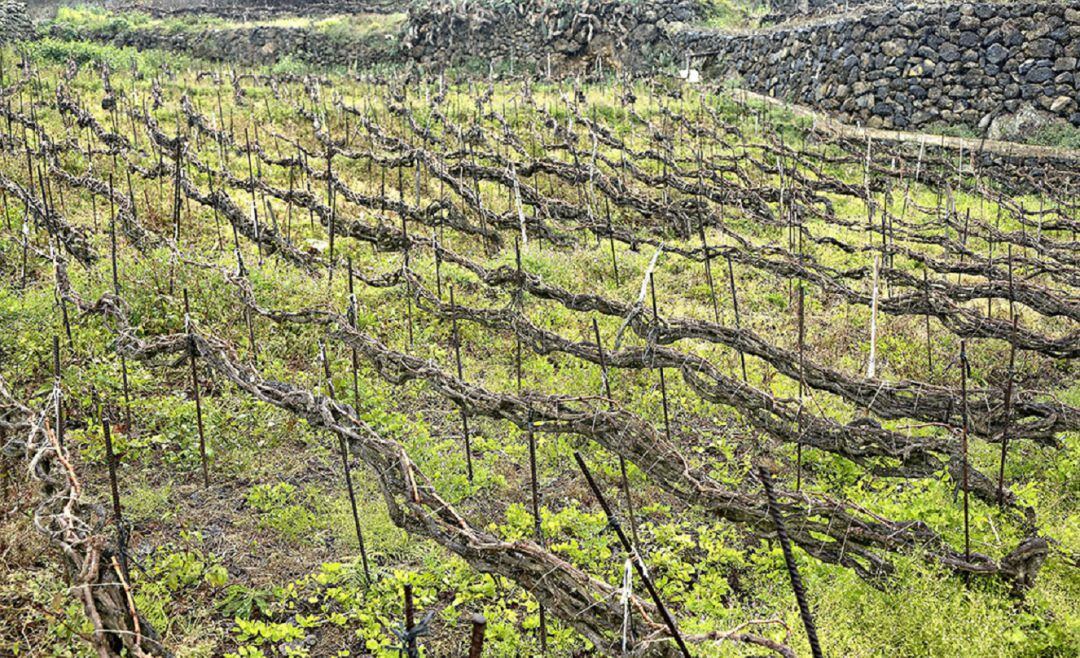 2.000 matas del malvasía de Shakespeare sobreviven en Tenerife