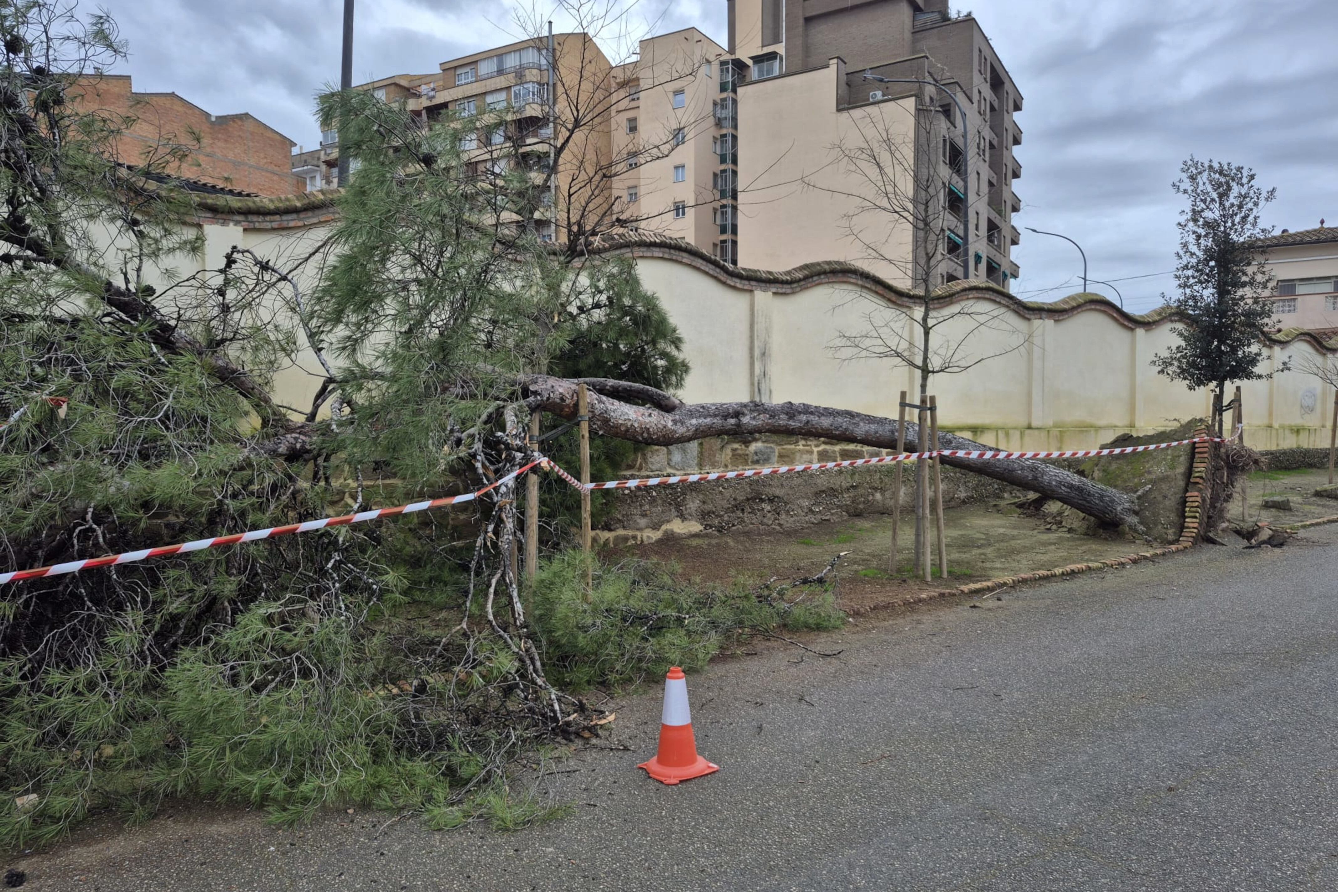 Pi caigut al recinte de l'hospital Santa Maria de Lleida per la pluja d'aquests darrers dies