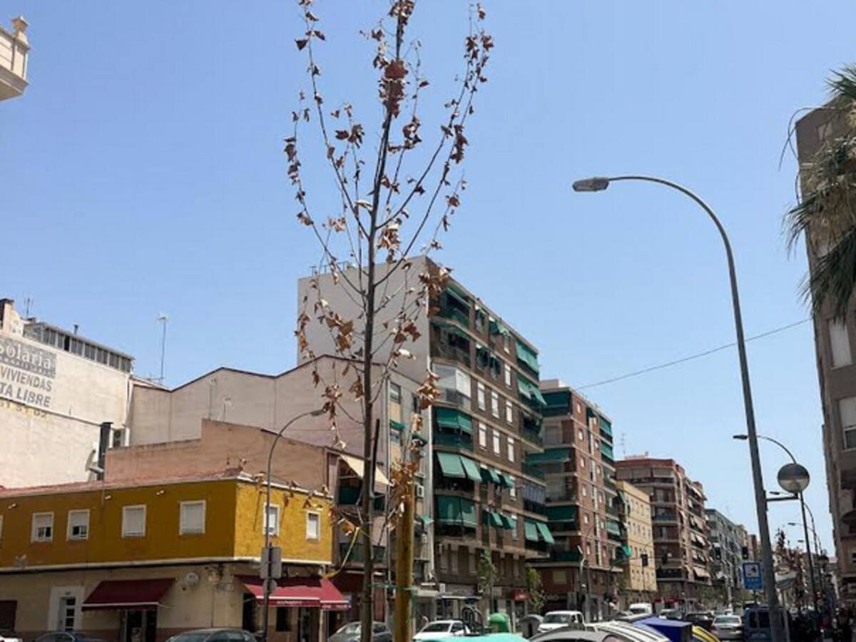 Compromís per Elx defiende un protocolo de riesgo antes las palmeras dañadas