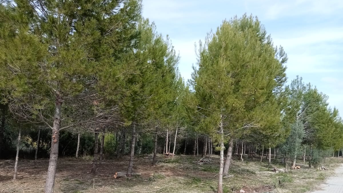 Finalizan los trabajos de gestión forestal y prevención de incendios en el término municipal de Xàtiva