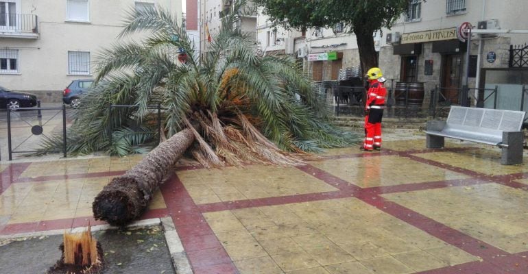 Un bombero junto a la palmera que se ha caído por el viento en la Plaza de las Protegidas de Jaén.