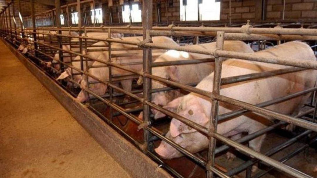 Cuestionan una macrogranja porcina en Meneses de Campos (Palencia)