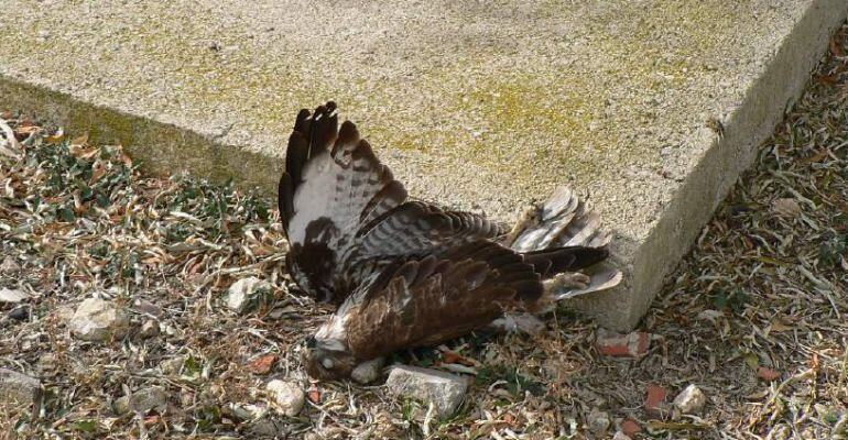 Imagen de un ratonero común que apareció muerto en Pozo Cañada