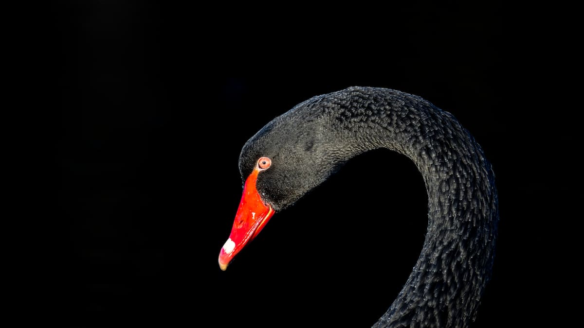 El principio del cisne negro que explica por qué no podemos prever los sucesos más importantes