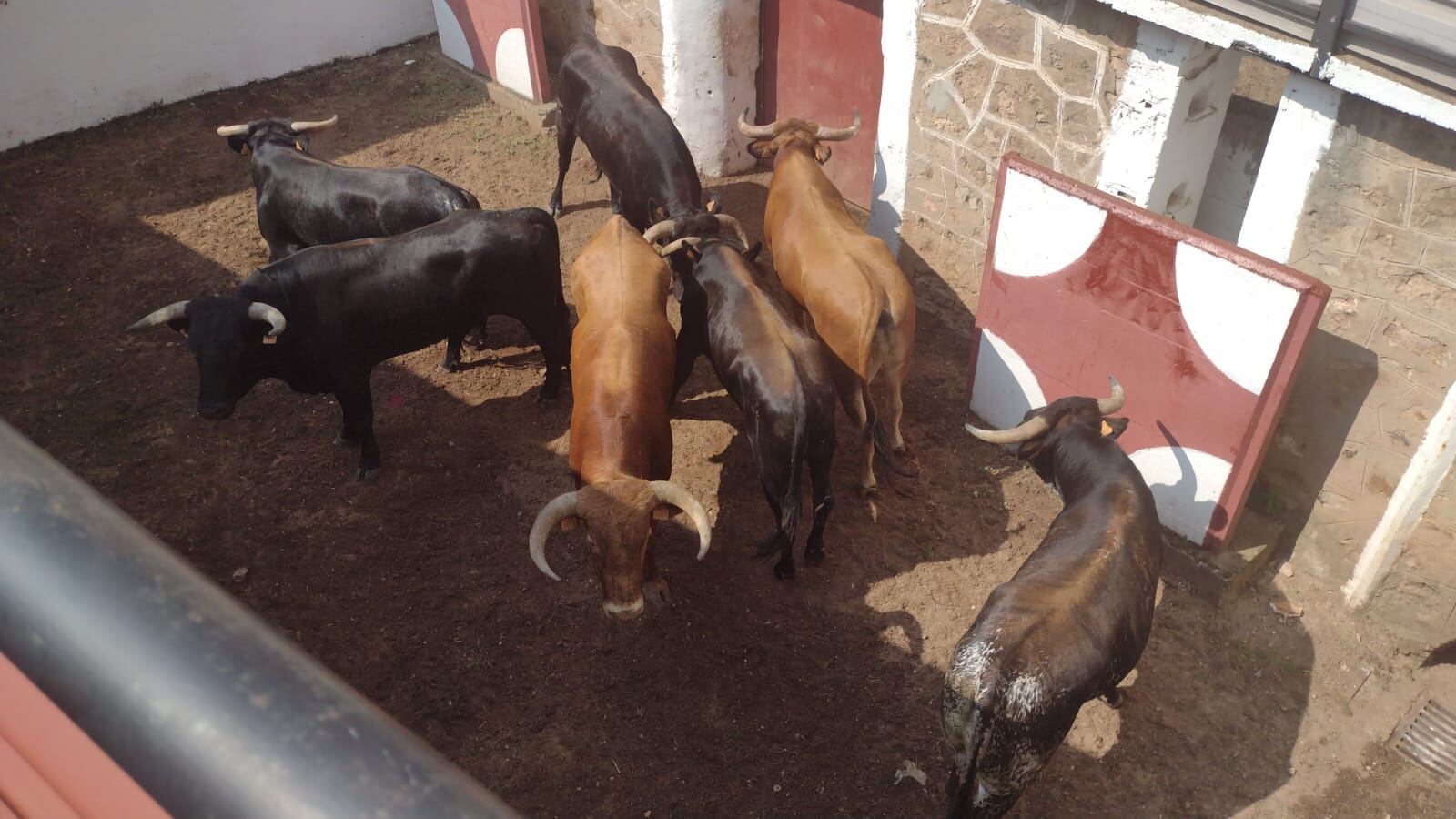 Novillos en la plaza de Toros de Soria